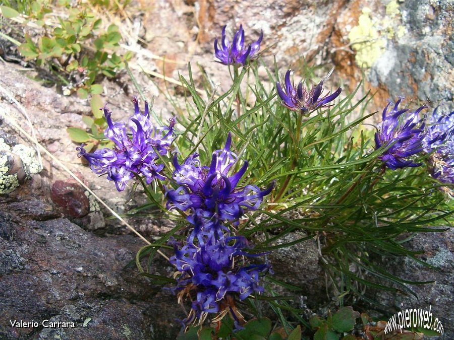 14 I fiori nella roccia.jpg